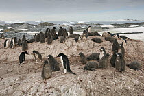 Adelie Penguin (Pygoscelis adeliae) colony on rock outcrop, Antarctica