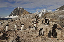 Gentoo Penguin (Pygoscelis papua) colony, Antarctica