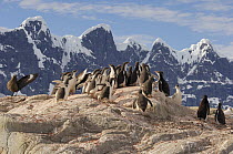 Gentoo Penguin (Pygoscelis papua) and Antarctic Skua (Catharacta antarctica) group on mountain ridge, Port Lockroy, Antarctica