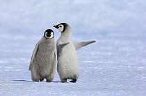Emperor Penguin (Aptenodytes forsteri) chick pair interacting, Snow Hill Island, Antarctica