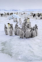 Emperor Penguin (Aptenodytes forsteri) chicks in colony, Snow Hill Island, Antarctica