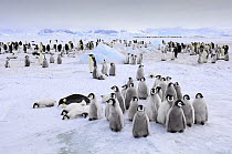 Emperor Penguin (Aptenodytes forsteri) colony, Snow Hill Island, Antarctica