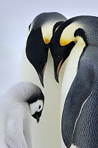 Emperor Penguin (Aptenodytes forsteri) chick with parents, Snow Hill Island, Antarctica