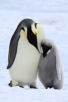 Emperor Penguin (Aptenodytes forsteri) parent with chick, Snow Hill Island, Antarctica