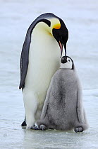 Emperor Penguin (Aptenodytes forsteri) parent feeding chick, Snow Hill Island, Antarctica