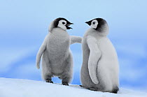 Emperor Penguin (Aptenodytes forsteri) chick pair, Snow Hill Island, Antarctica