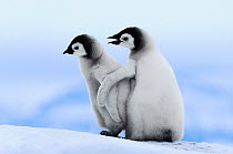 Emperor Penguin (Aptenodytes forsteri) pair, Snow Hill Island, Antarctica