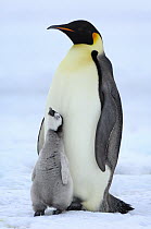 Emperor Penguin (Aptenodytes forsteri) chick with parent, Snow Hill Island, Antarctica