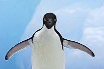 Adelie Penguin (Pygoscelis adeliae), Antarctica