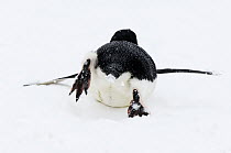 Adelie Penguin (Pygoscelis adeliae) tobogganing over snow, Brown Bluff, Antarctica