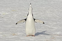 Chinstrap Penguin (Pygoscelis antarctica) calling and spreading wings, Half Moon Island, Antarctica