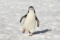 Chinstrap Penguin (Pygoscelis antarctica) walking, Half Moon Island, Antarctica