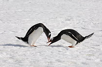 Gentoo Penguin (Pygoscelis papua) pair arguing in the snow, Antarctica