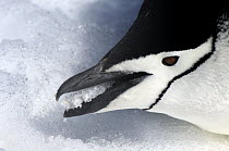 Chinstrap Penguin (Pygoscelis antarctica) dead in the snow, Antarctica