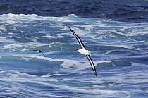 Black-browed Albatross (Thalassarche melanophrys) and Pintado Petrel (Daption capense) flying, Drake Passage, Antarctica