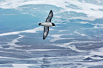 Pintado Petrel (Daption capense) flying, Drake Passage, Antarctica