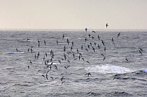 Pintado Petrel (Daption capense) flock flying, Brown Bluff, Antarctica
