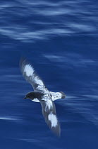 Pintado Petrel (Daption capense) flying, Brown Bluff, Antarctica