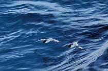 Pintado Petrel (Daption capense) pair flying, Brown Bluff, Antarctica