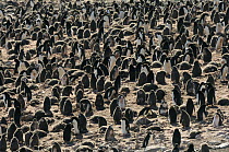 Adelie Penguin (Pygoscelis adeliae) colony, Brown Bluff, Antarctica