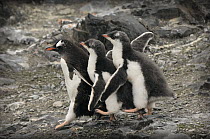 Gentoo Penguin (Pygoscelis papua) chicks harassing parent for food, Hannah Point, Antarctica