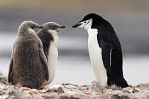 Chinstrap Penguin (Pygoscelis antarctica) parent with two chicks, Hannah Point, Antarctica