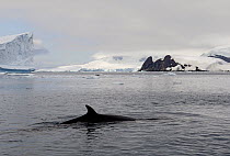 Antarctic Minke Whale (Balaenoptera bonaerensis) surfacing, Paradise Bay, Antarctica