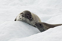 Crabeater Seal (Lobodon carcinophagus) pair on ice, Paulet Island, Antarctica