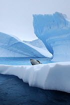Crabeater Seal (Lobodon carcinophagus) on iceberg, Pleneau Bay, Antarctica