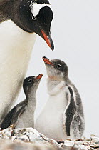 Gentoo Penguin (Pygoscelis papua) mother with two chicks, Neko Harbor, Antarctica