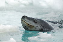 Crabeater Seal (Lobodon carcinophagus) surfacing in icy water, Antarctica