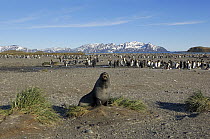Antarctic Fur Seal (Arctocephalus gazella) near King Penguin (Aptenodytes patagonicus) colony, Salisbury Plain, Antarctica