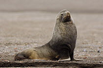 Antarctic Fur Seal (Arctocephalus gazella) male, Antarctica