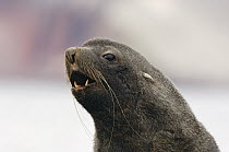 Antarctic Fur Seal (Arctocephalus gazella) calling, Antarctica