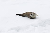Weddell Seal (Leptonychotes weddellii) on ice, Antarctica