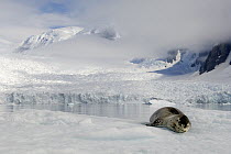Leopard Seal (Hydrurga leptonyx) on ice, Pleneau Bay, Antarctica