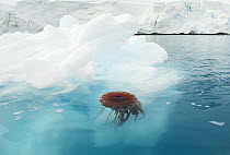 Jellyfish near an ice floe, Paradise Bay, Antarctica