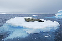 Crabeater Seal (Lobodon carcinophagus) on ice floe, Antarctica