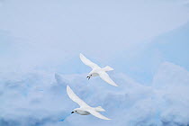 Snow Petrel (Pagodroma nivea) pair flying, Antarctica