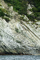 Snares Crested Penguin (Eudyptes robustus) colony, Snares Island, Antarctica