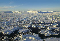 Pack ice with icebergs on the horizon, Antarctica