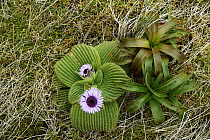 Giant Daisy (Pleurophyllum speciosum) flowers, Campbell Island, Antarctica
