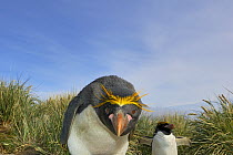 Macaroni Penguin (Eudyptes chrysolophus) pair in tussock grass, Cooper Bay, South Georgia, Antarctica