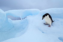 Chinstrap Penguin (Pygoscelis antarctica) on ice, Southern Thule, Antarctica