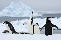 Chinstrap Penguin (Pygoscelis antarctica) group calling, Half Moon Island, Antarctica