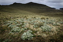Southern Royal Albatross (Diomedea epomophora) nesting in tussock grass landscape, Campbell Island, Antarctica