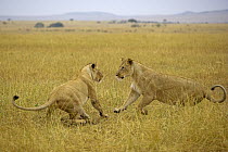 African Lion (Panthera leo) females playing, Masai Mara National Reserve, Kenya