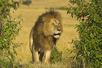 African Lion (Panthera leo) male, Masai Mara National Reserve, Kenya