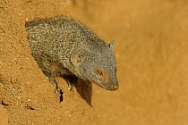 Dwarf Mongoose (Helogale parvula) crawling out from hole, Kenya