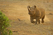Black Rhinoceros (Diceros bicornis) running, Tsavo East National Park, Kenya